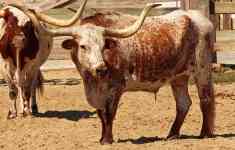 Friendswood: farm, cow, texas longhorn