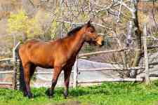Friendswood: horse, Equine, paddock